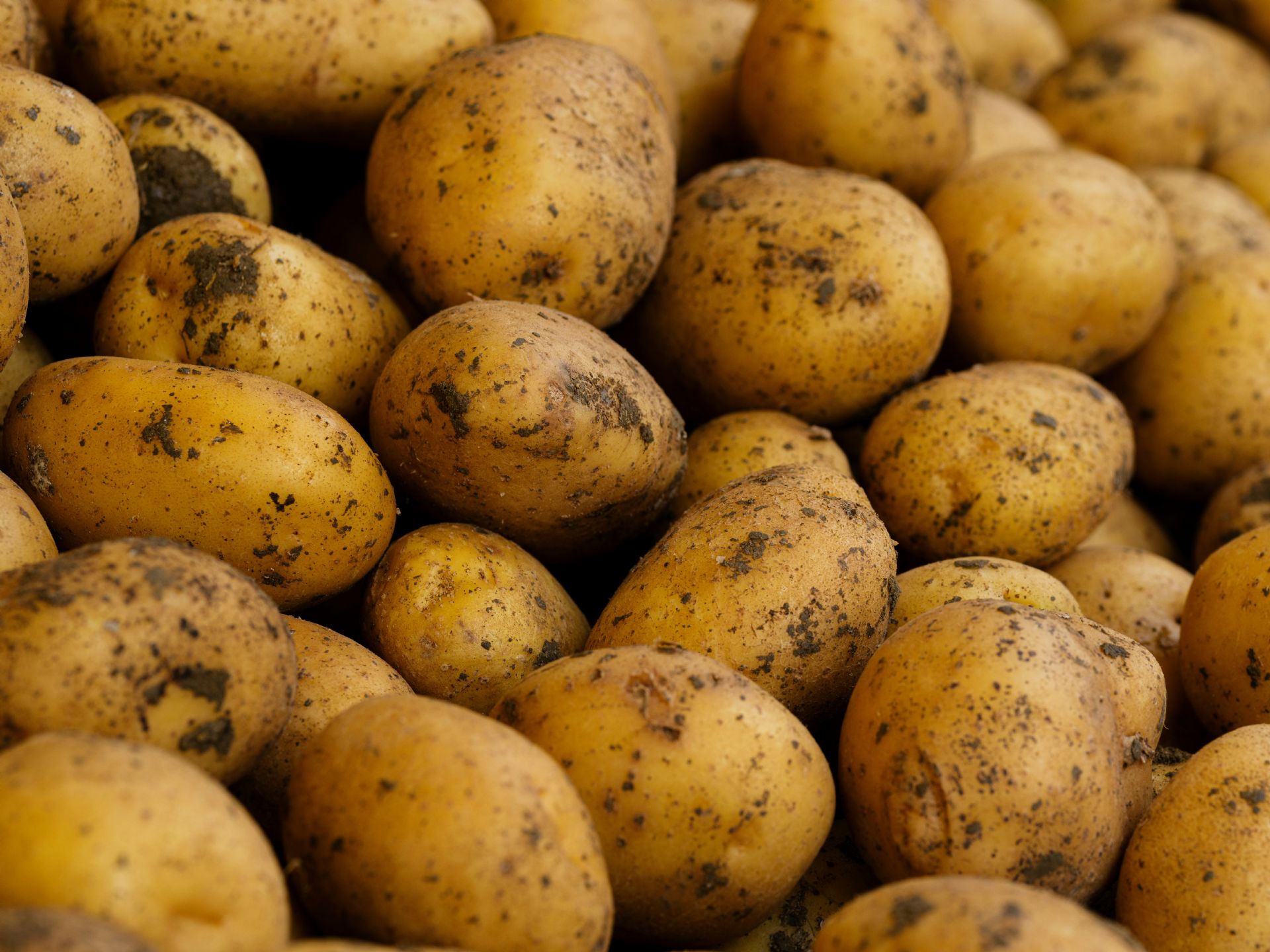 Patate 